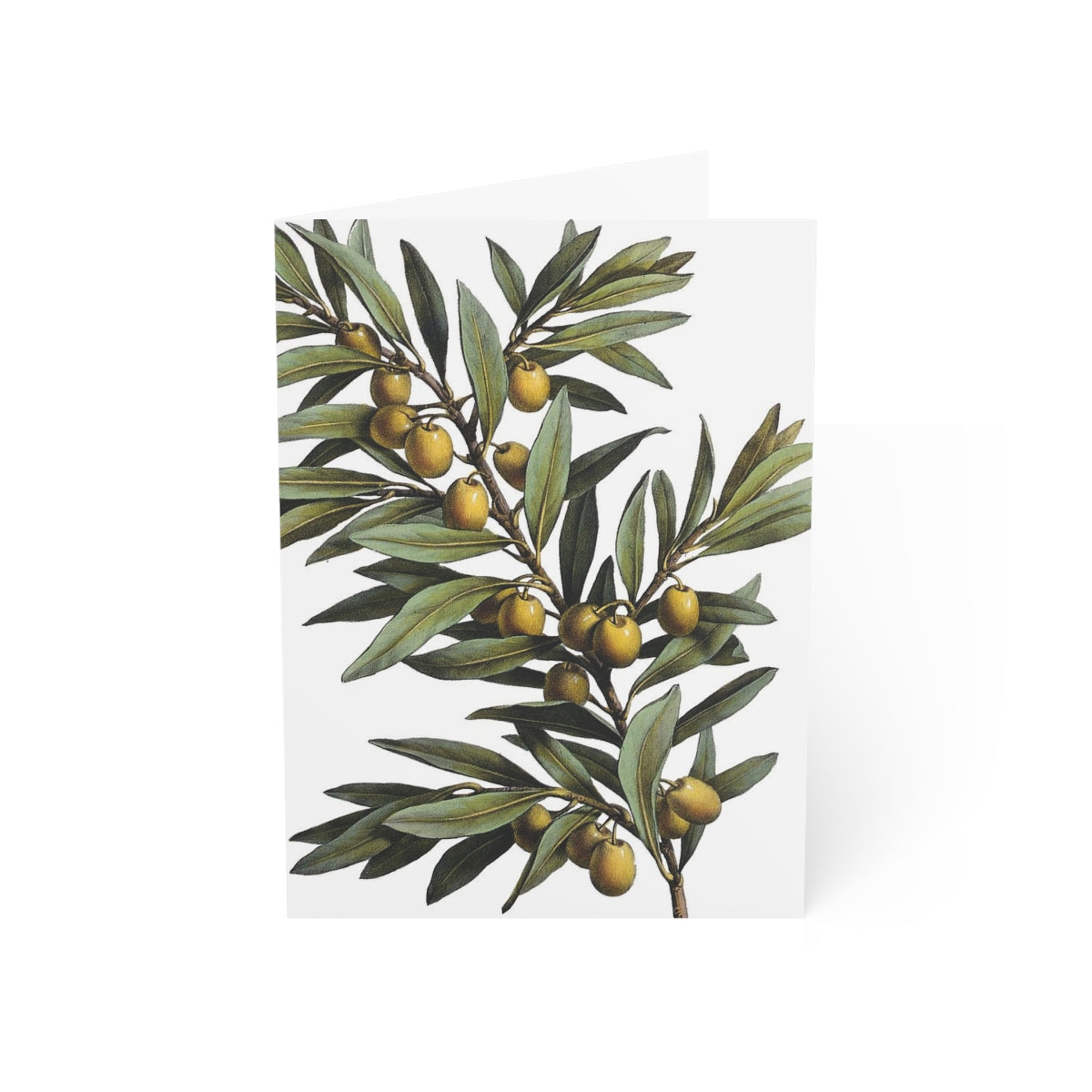Olive Branch Verdant Blank Greeting Card