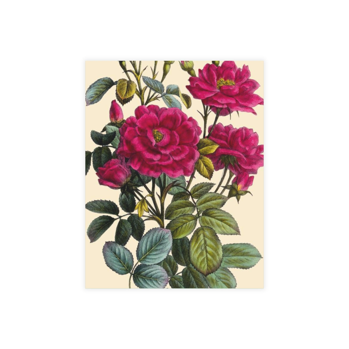 Flowering Rose Verdant Post Card Pack