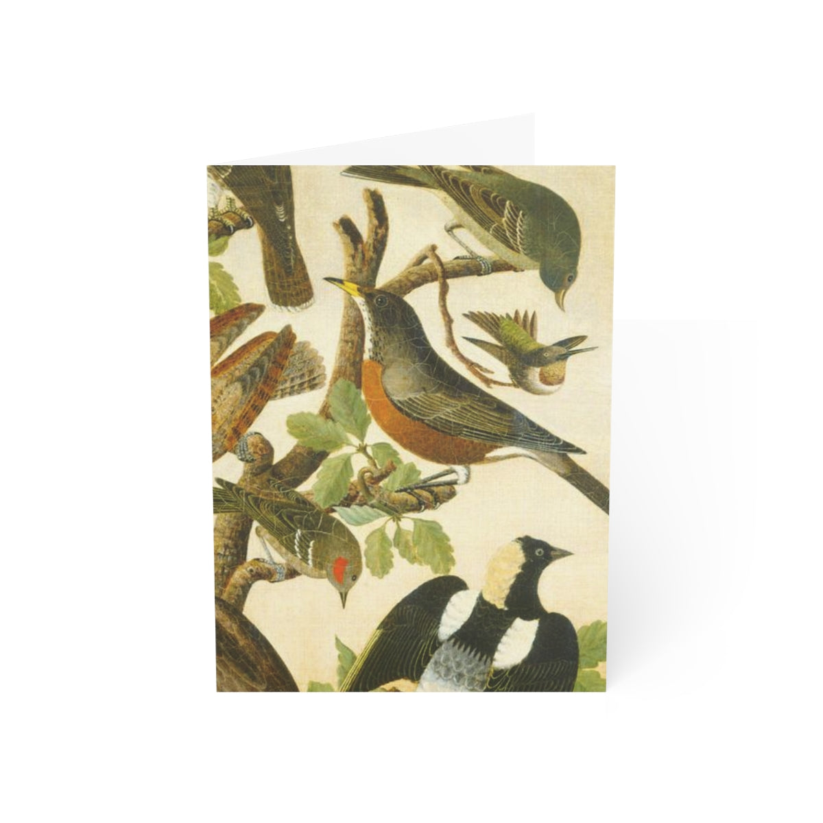 A Lovely Flock Avian Splendor Blank Greeting Card