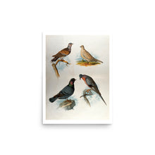 Load image into Gallery viewer, Columbidae Quartet Avian Splendor Print
