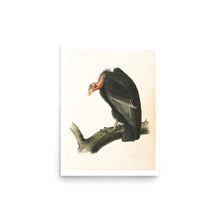 Load image into Gallery viewer, Californian Turkey Vulture Avian Splendor Print
