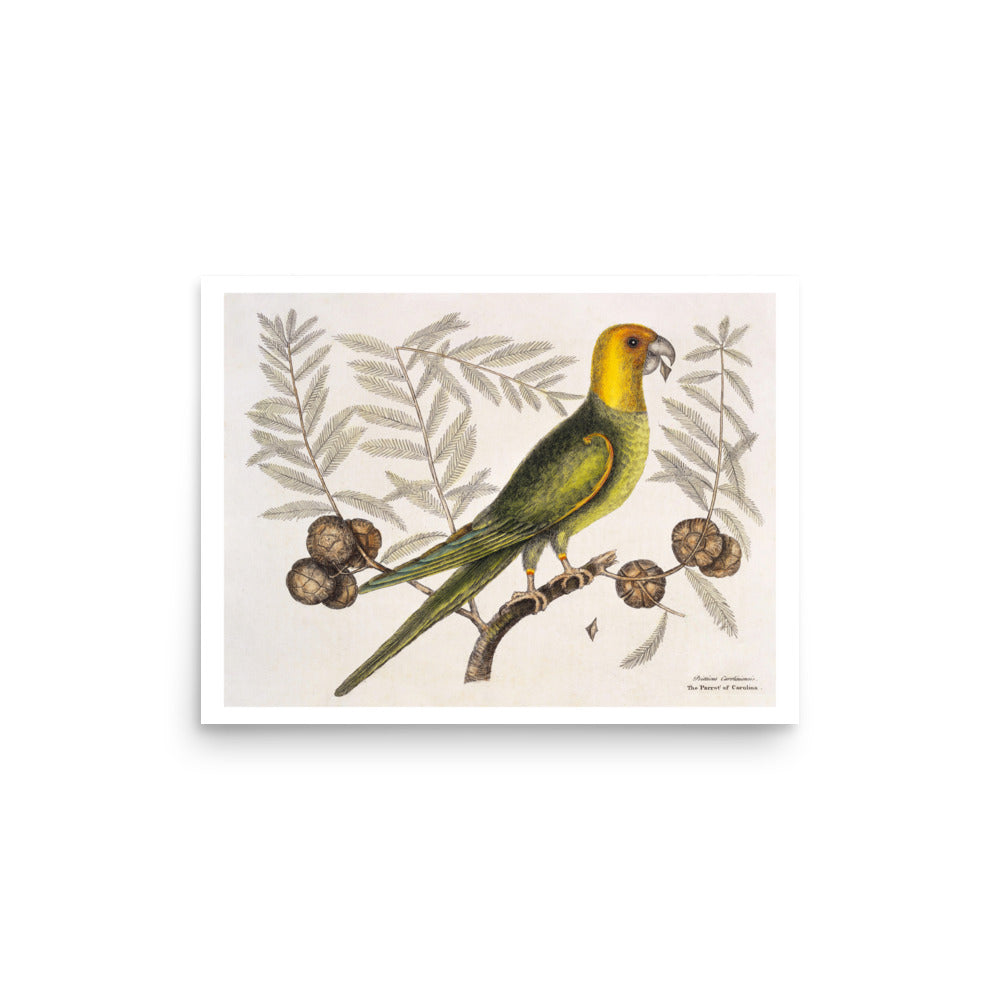 The Parrot of Carolina Avian Splendor Print