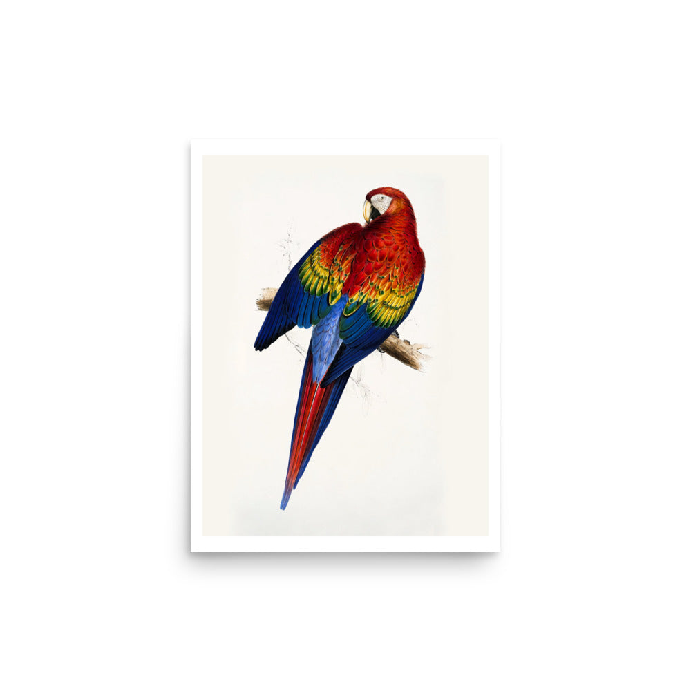 Red and Yellow Macaw Avian Splendor Print