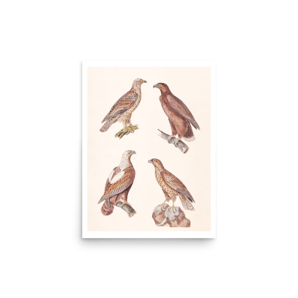 Accipitridae Quartet Avian Splendor Print