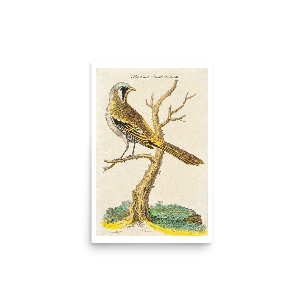 Butcher Bird Avian Splendor Print