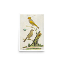 Load image into Gallery viewer, Canary Birds Avian Splendor Print
