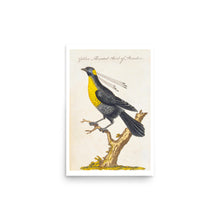 Load image into Gallery viewer, Golden Throated Bird of Paradise Avian Splendor Print
