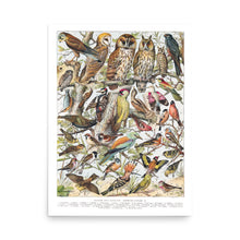 Load image into Gallery viewer, Classe des Oiseaux Avian Splendor Print

