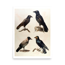 Load image into Gallery viewer, Corvidae Quartet Avian Splendor Print
