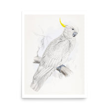 Load image into Gallery viewer, Greater Sulphur-crested Cockatoo Avian Splendor Print
